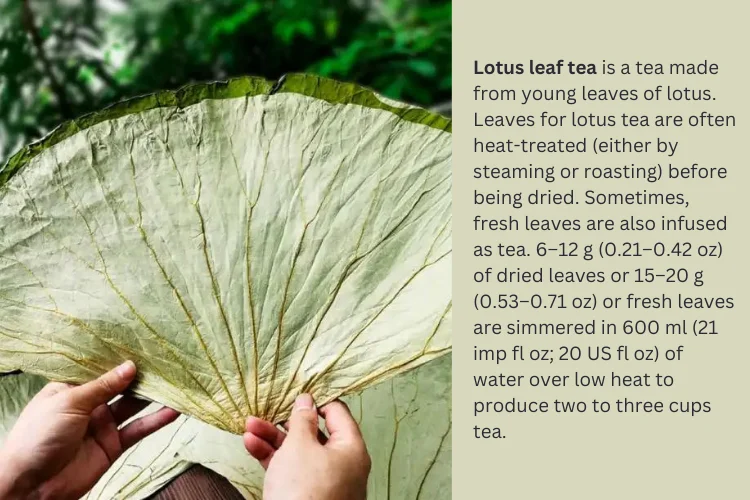 Best Price 2024 High Quality Dried Lotus Leaf 100% Natural Packing In ...