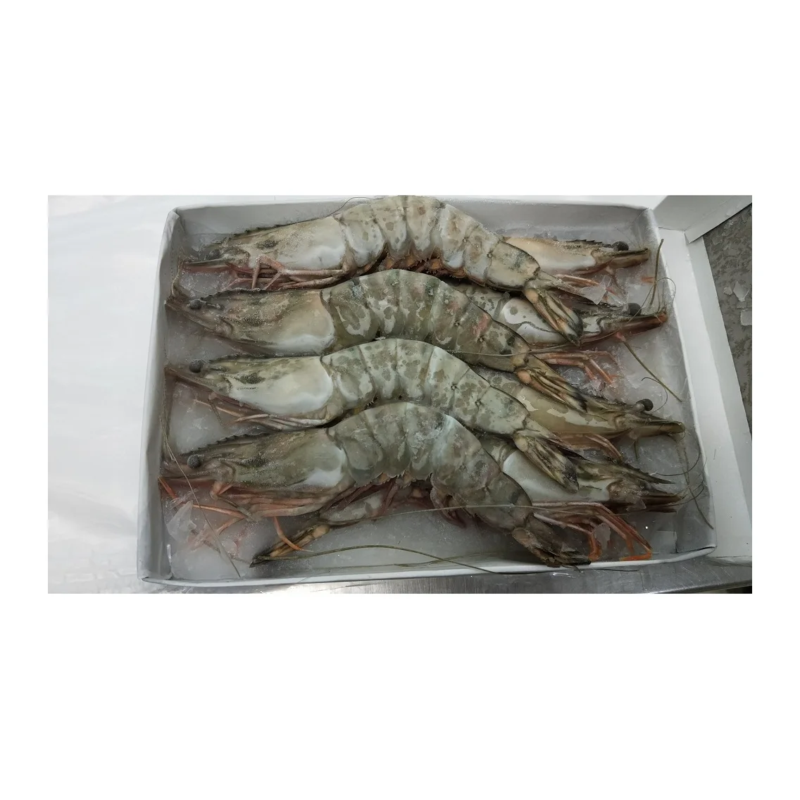 Fresh Tiger Prawns/wild Shrimps Buy Prawns Shrimps Black Tiger