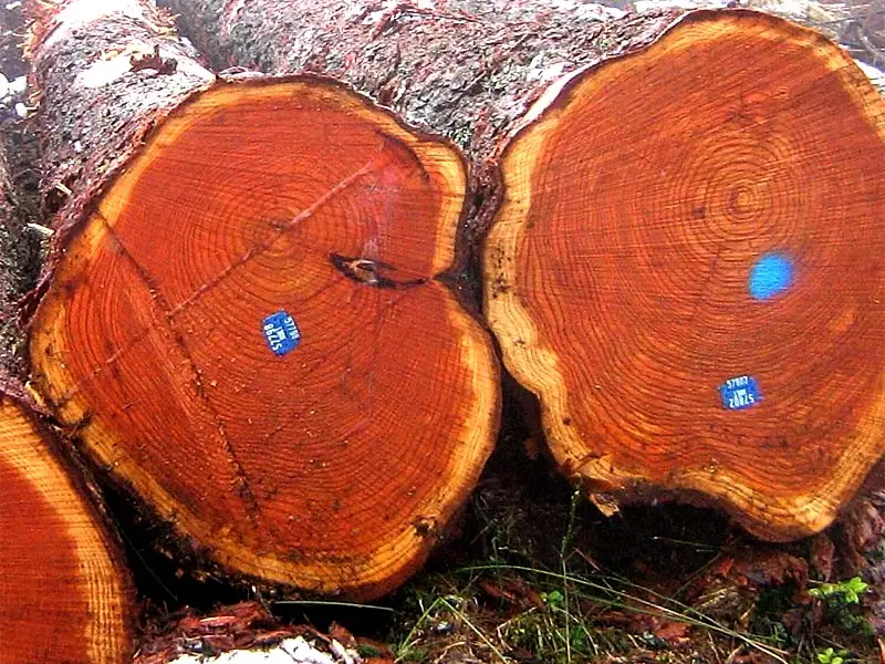 Siberian Larch Logs for Timber Framing  Larch Logs for Structural Use  Siberian Larch Logs for Custom Orders