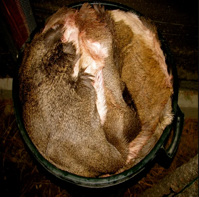 Wet Salted Cow Head Skin Buy Wet Salted Cow Hides /skin Cow Heads And