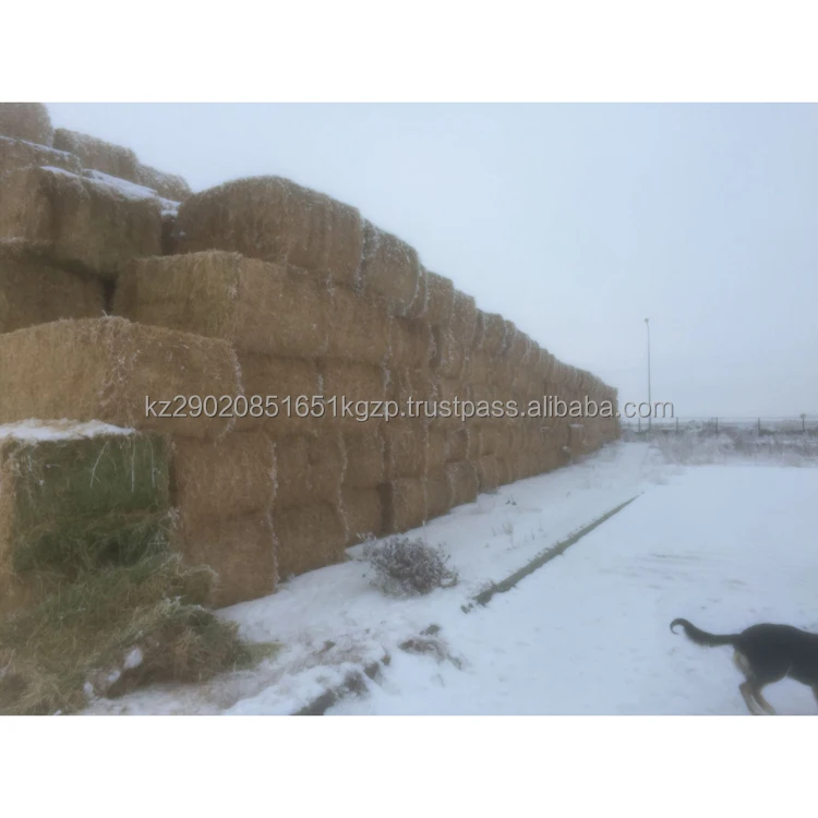 Alfalfa Hay Farm Animals Feed Good For Cows Pigs Sheep Horses Etc Good Quality From Manufacturer