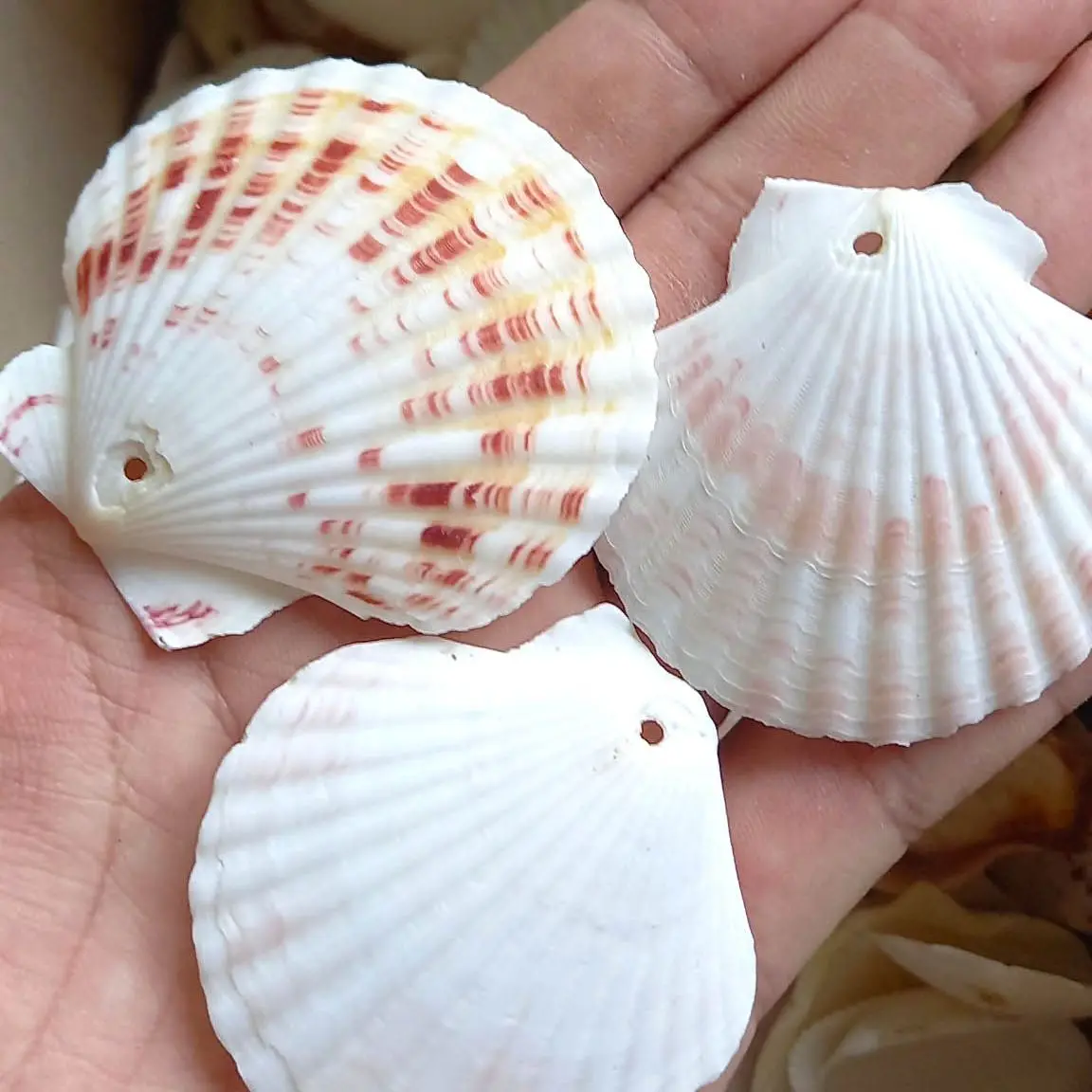 Seashell Powder Biodegradable Cosmetic Grade Calcium Empty Raw Sea Scallops Natural Scallop Shells Scallops Shell