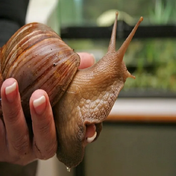 Giant African Land Snails For Sale,High Quality Edible Snails Frozen