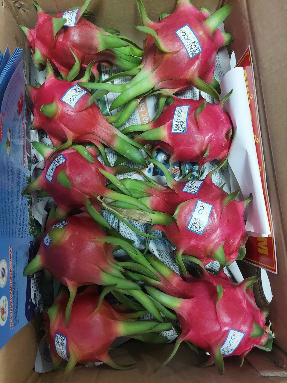 Fresh Dragon Fruit Hot Deal High Quality Wholesales Fresh Fruits 100 From Vietnam Competitive
