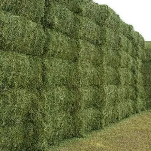 Alfalfa Hay 100 Pure Whole Sale Buy High Quality Alfalfa Hay For