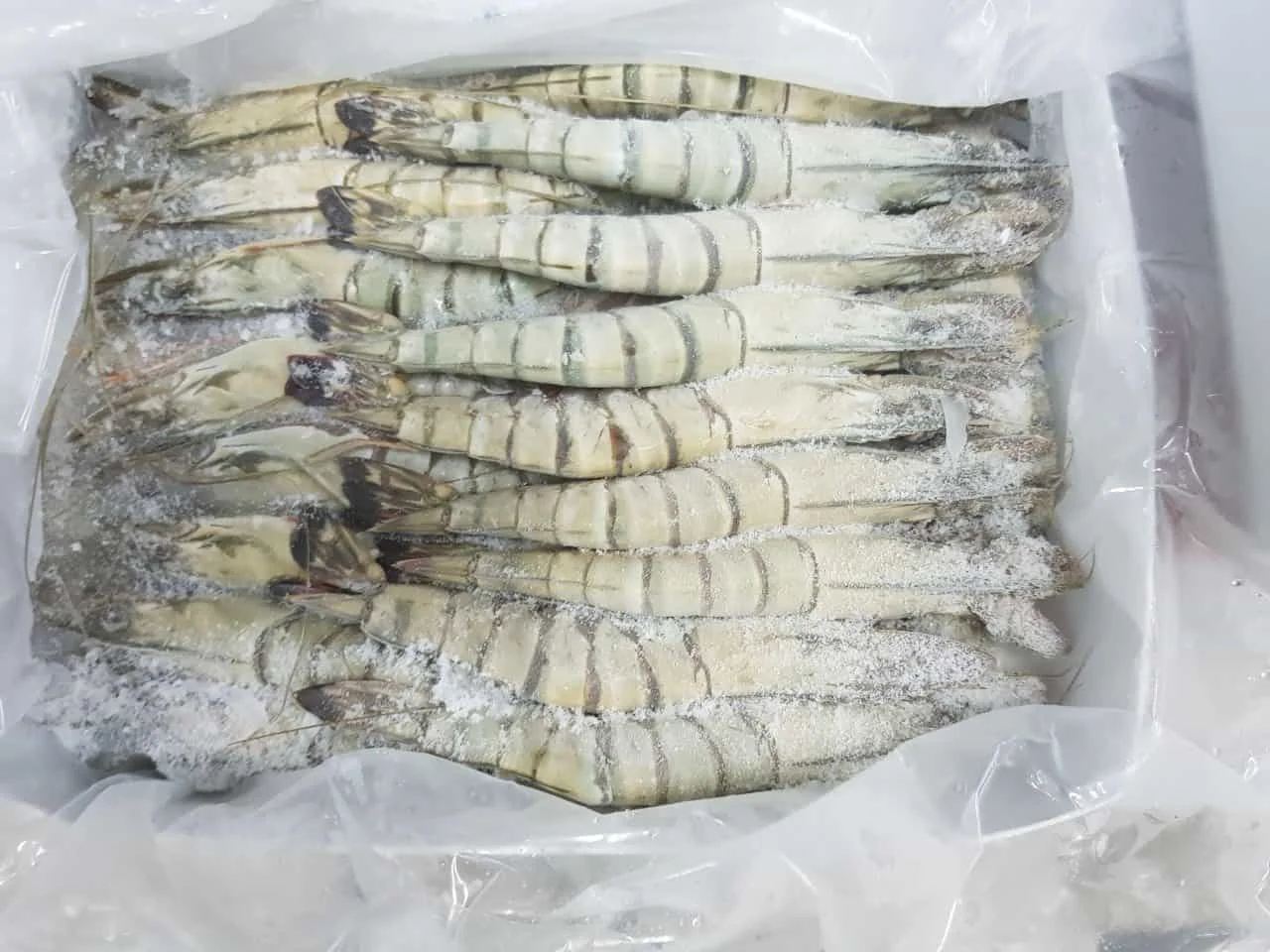 Big Size Shrimp We Export At Low Price All Over The World It Is Very ...