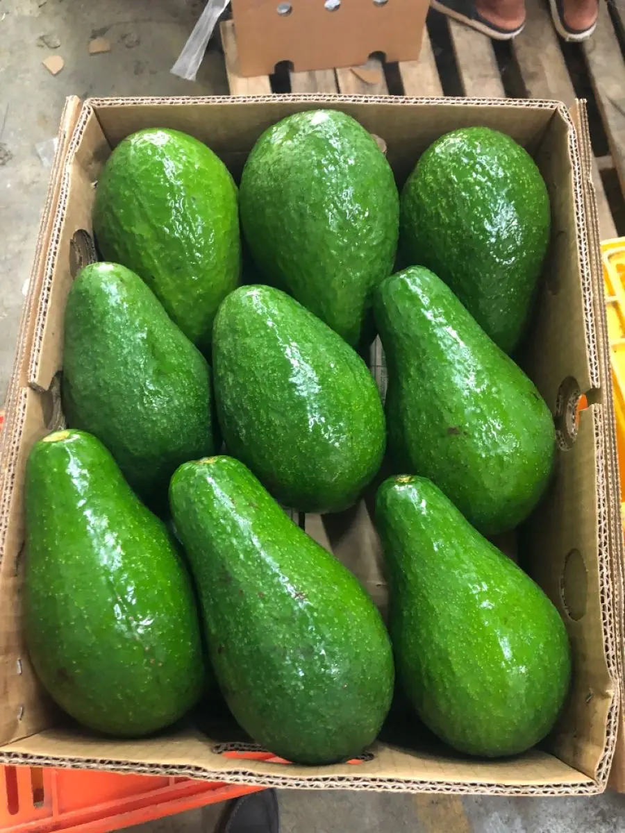 Competitive Price Fresh Ripe Hass Avocados Cartons Export-Ready Agriculture Product