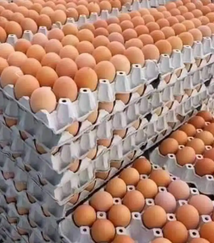 Best Quality Fresh Brown Chicken Table Eggs Cheap Bulk Fresh Chicken Eggs from Brazil