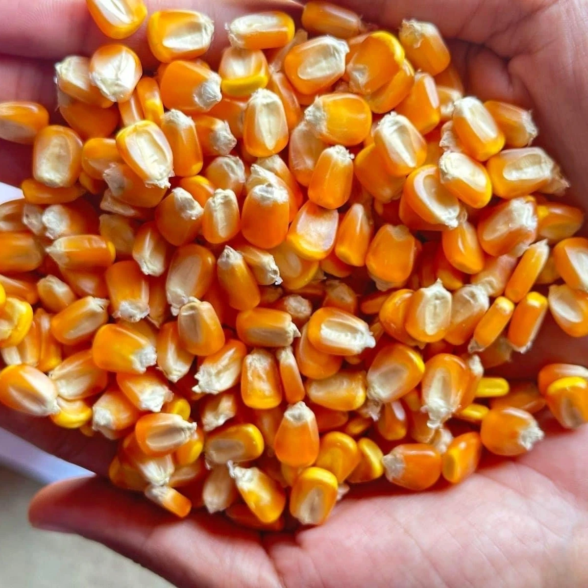 High-Quality Yellow Corn Maize Grain for Animal Feed & Human Consumption, Non-GMO, Bulk Supply, Wholesale Price, 2025 Harvest