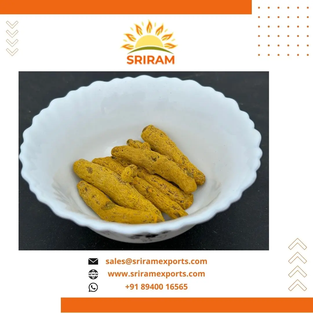 Premium Quality Turmeric Finger Nizamabad Double Polished High Curcuma ...