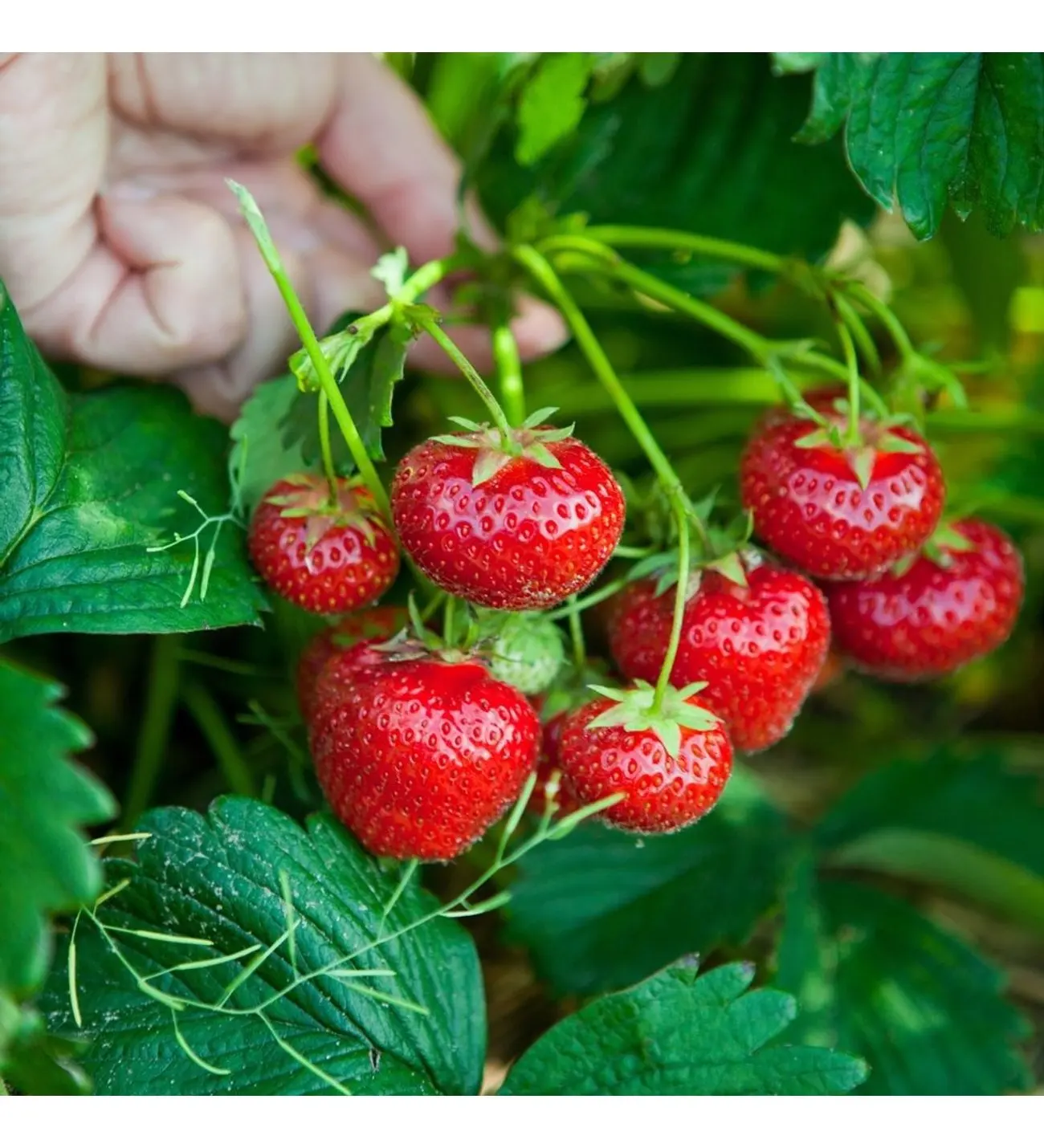 Лучшее качество Лучшая цена свежая клубника % 100 Натуральная Органическая от турецкого