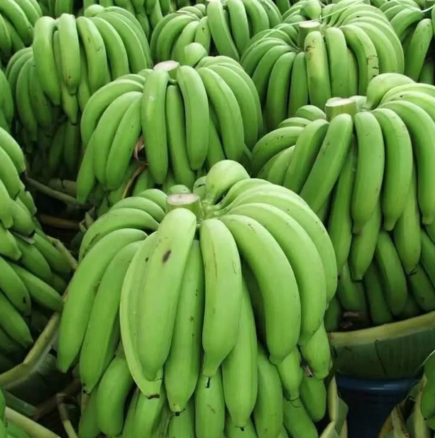 Buy Fresh Bananas Green Cavendish Banana / Tropical Plantains Fresh Green Bananas Cavendish Fresh Fruit