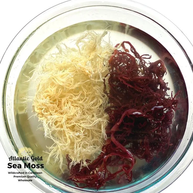 IRISH DRIED SEAMOSS CARTILAGE HIGH QUALITY FROM VIETNAM  TRACY