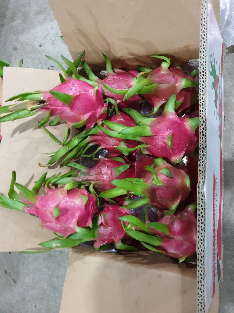 Sweet Taste Fresh Dragon Fruit From Vietnam With Standard Quality And Competitive Price Buy