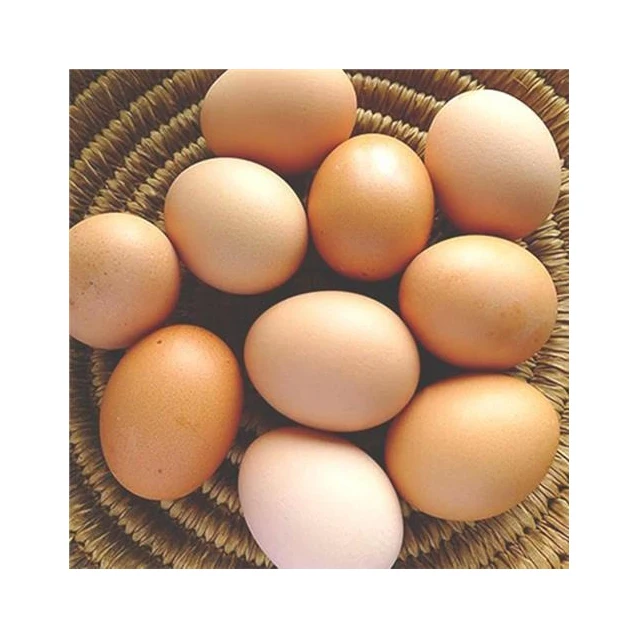 Broiler Hatching Eggs Ross 308 and Cobb 500 Chicken Table Fresh Supplier