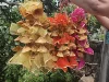 สีที่กำหนดเองได้รับการยอมรับ
