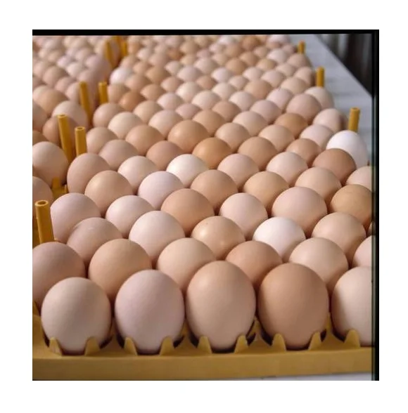 Farm Fresh Chicken Table Eggs Brown And White Shell Chicken Eggs In
