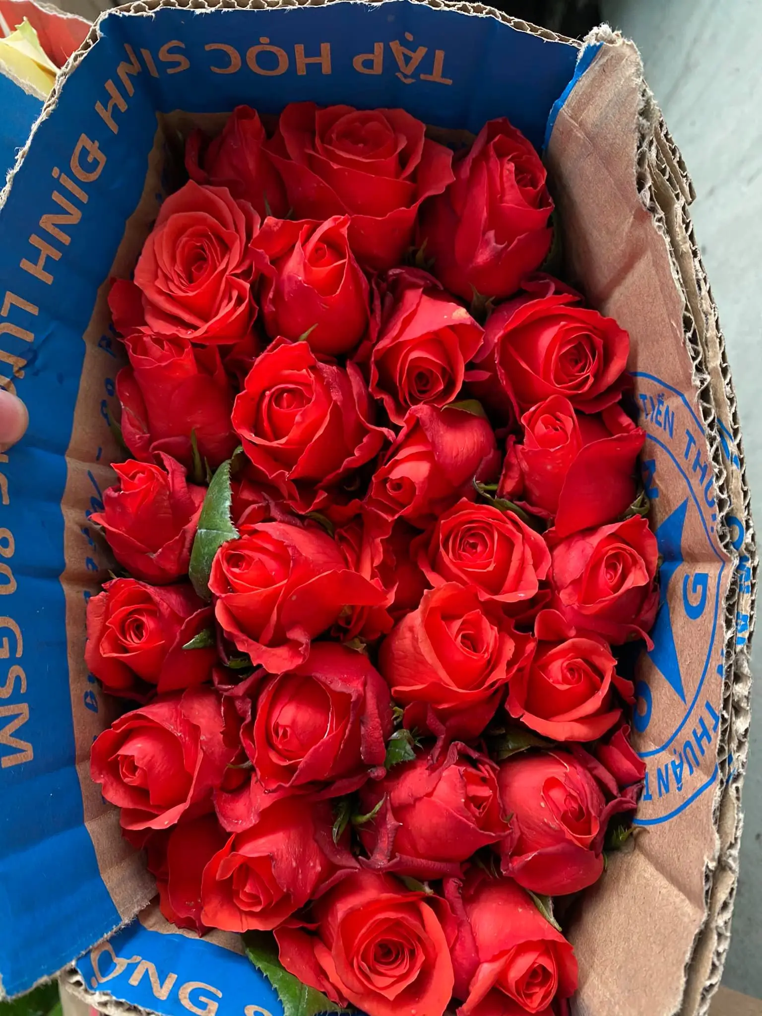 Fresh Cut Roses Fresh Cut Natural Roses +84947900124 Buy Fresh Cut