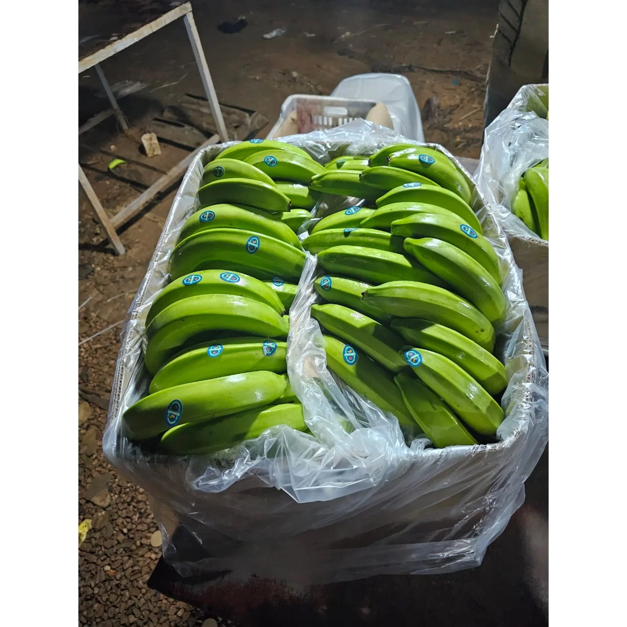Total Organic Sweet and Creamy Fresh Bananas 1 Week Shelf Life
