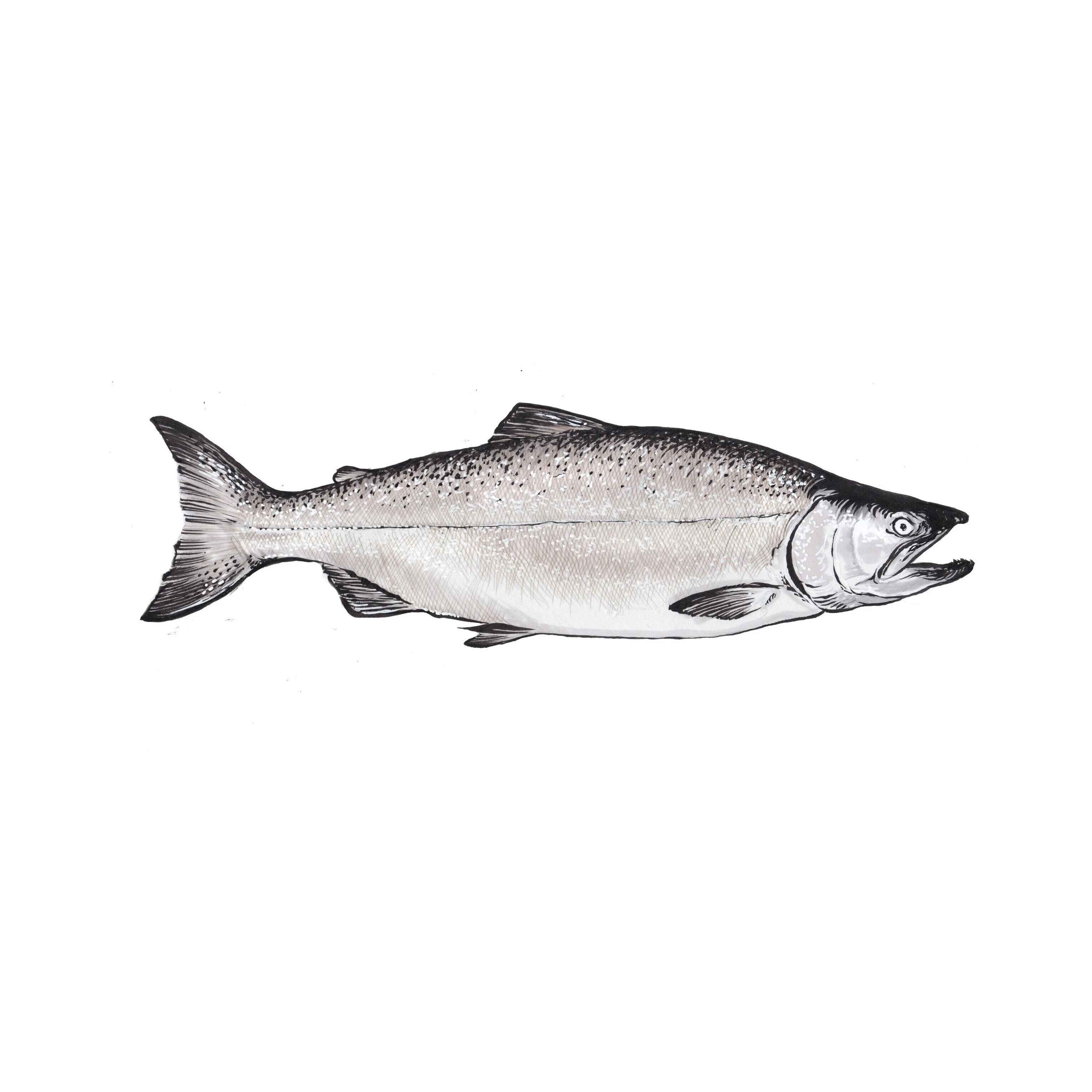 Fresh Salmon Fish / Salmon From Norway 100 Export Quality Salmon