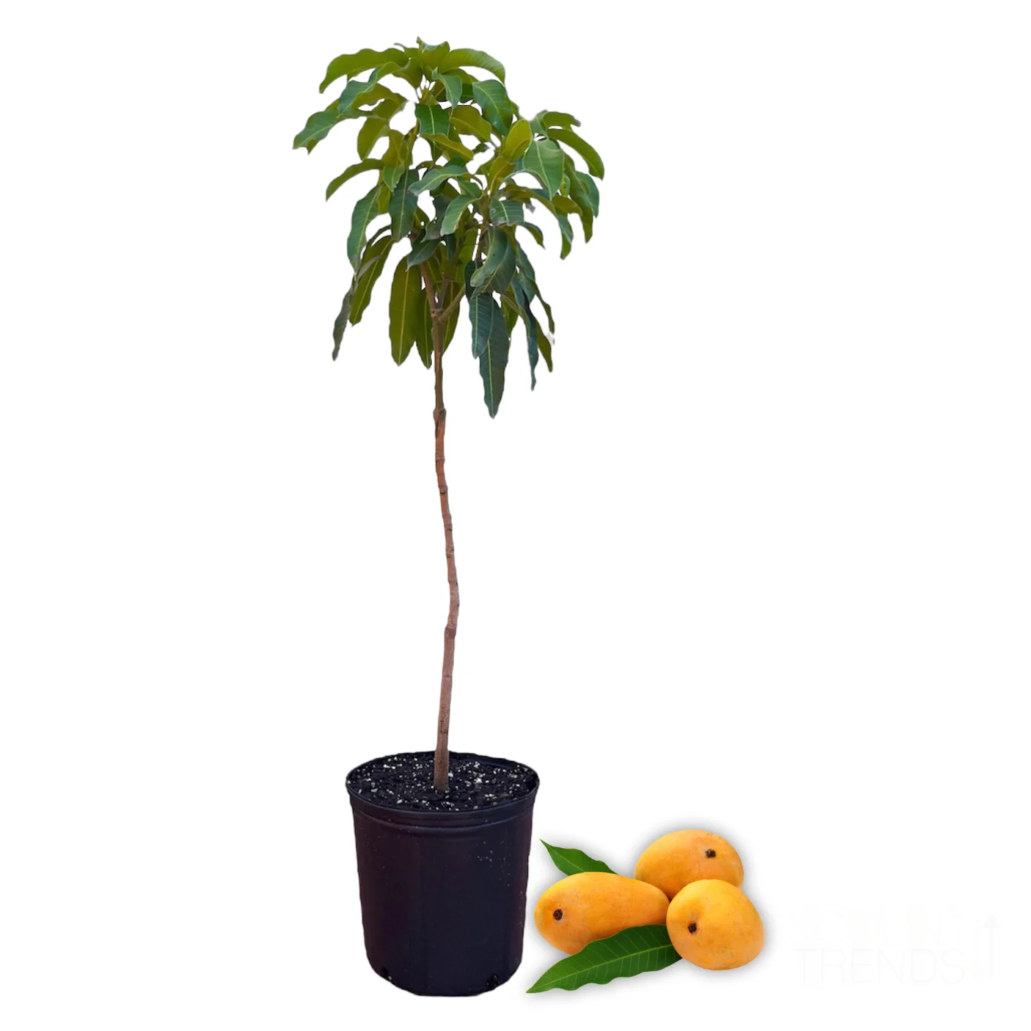 Live Mango Tree Premium Tropical Palmer Mango Fruit Plant,High Yield