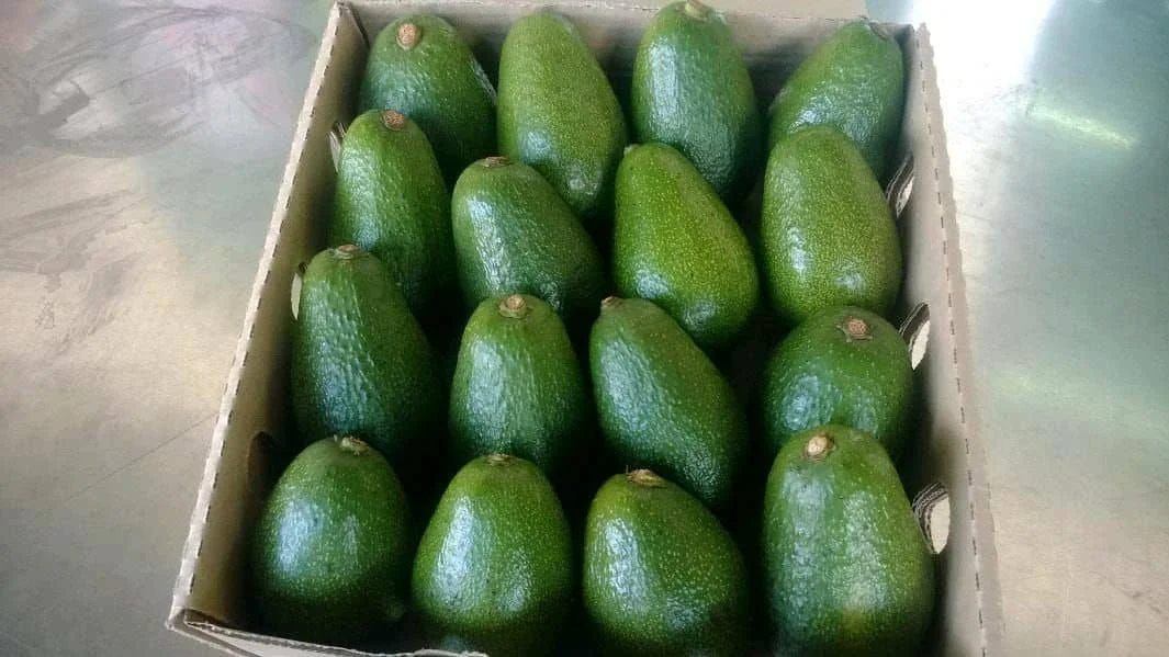 Fresh Avocado From West Africa Non Gmo Avocado - Buy Frozen Avocado ...