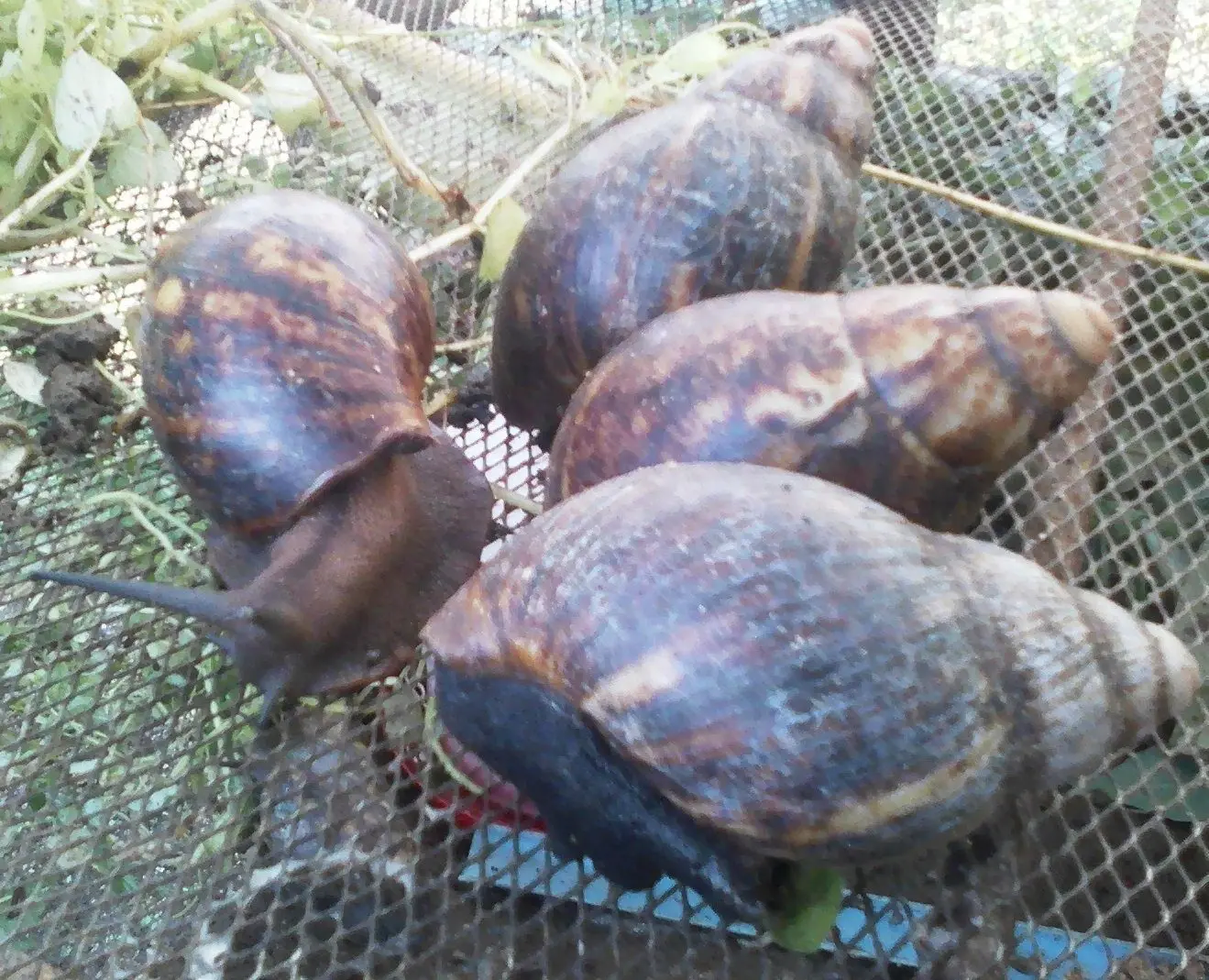 Giant African Land Snails For Sale,High Quality Edible Snails Frozen