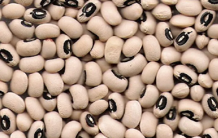 cowpea 5.jpeg