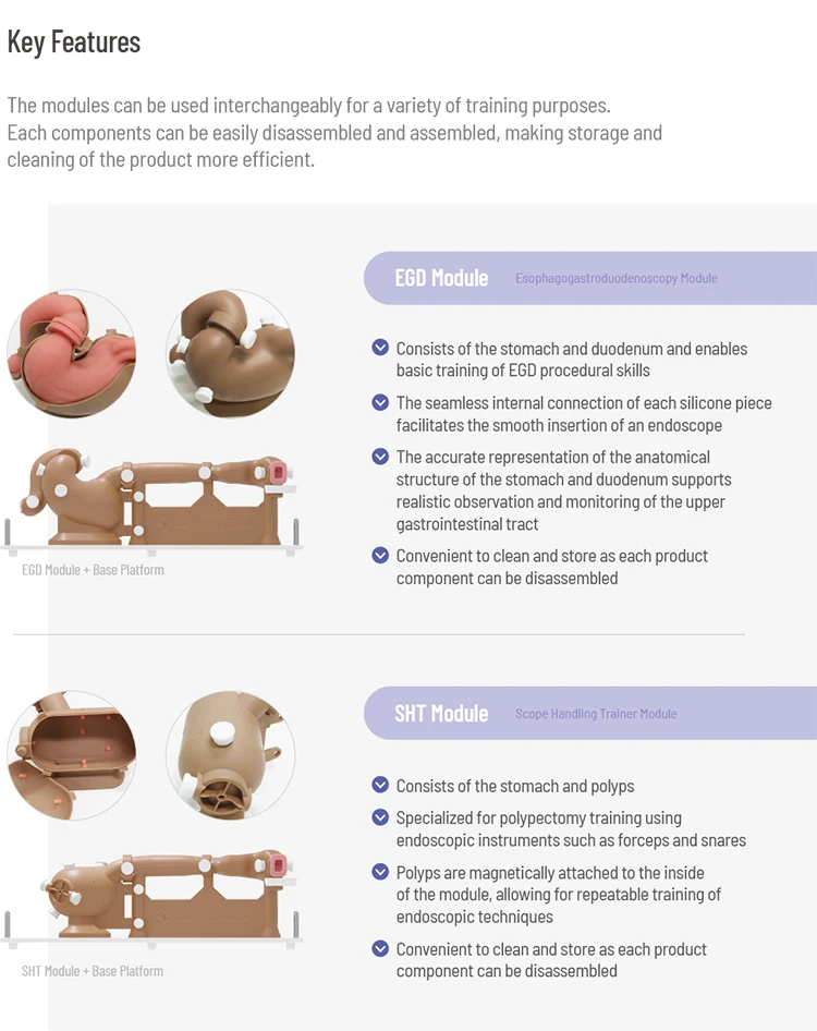 Medical Anatomical Model Anymedi Egd Simulator (base Platform + Egd