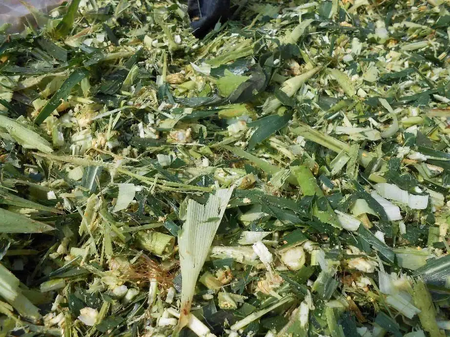Animal Feed Corn Silage Maize Silage Natural Product Wholesale Price