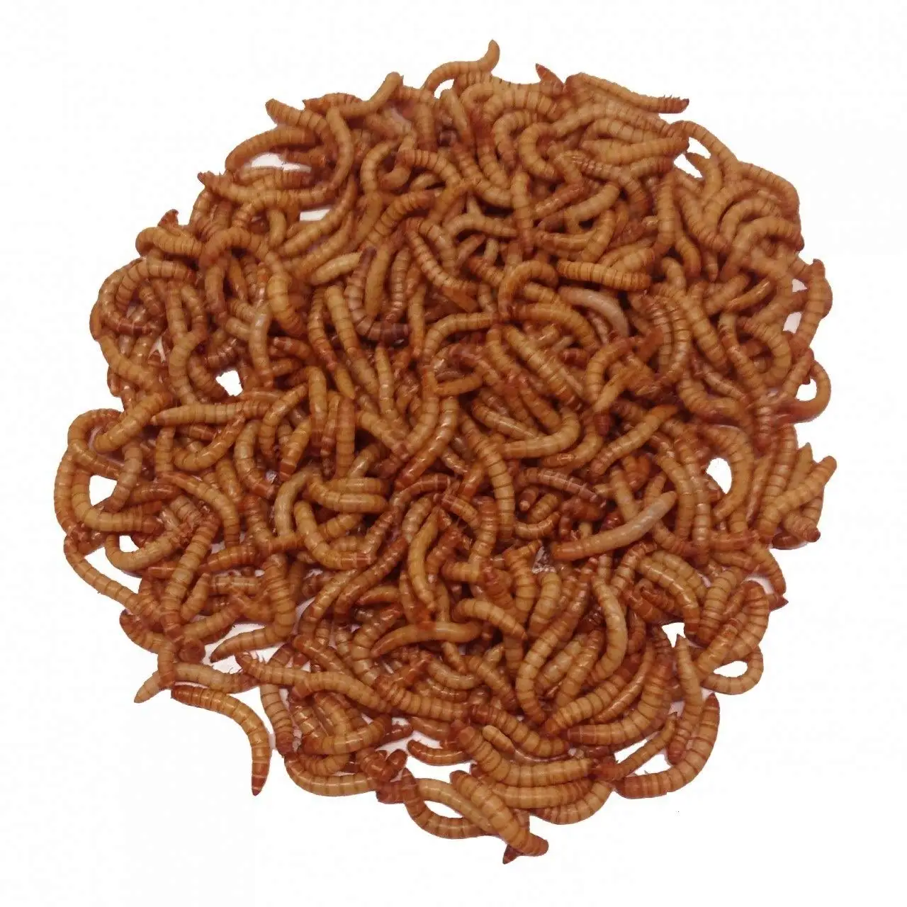 Mealworms Mealworms 100 Non Gmo Natural Dried Mealworms For Chickens