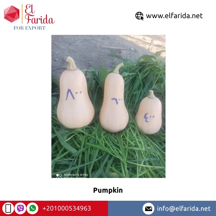 Fresh pumpkin quality mature in 2021