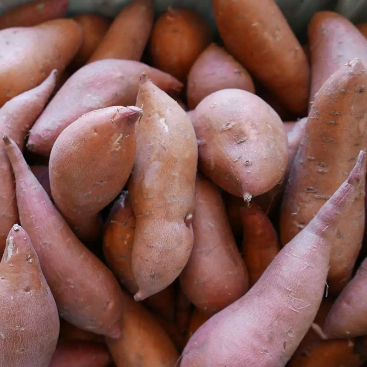 Fresh Natural White Yams For Sale Buy Fresh Natural White Yams For