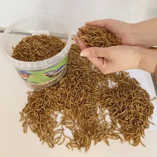 Dried Mealworms From Factory,High Protein Mealworms For Pet Feed Buy