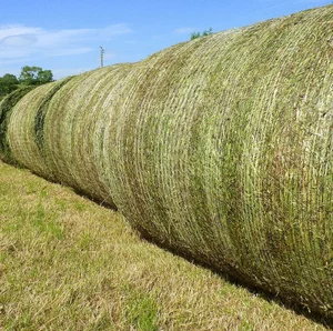 Wholesale Natural Timothy Hay for Horse Feed Premium Cattle Alfalfa Hay