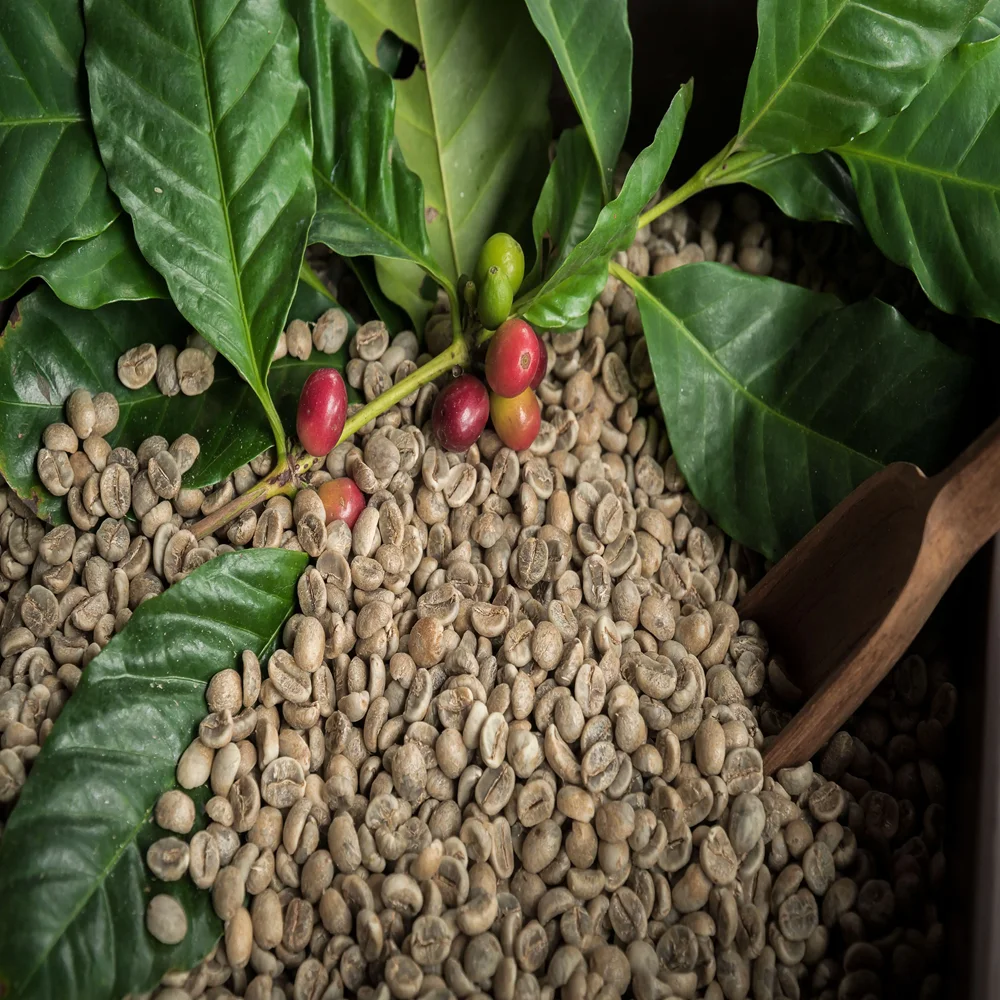 Arabica/ Robusta Green Coffee Beans,New Crop High Quality Buy Raw