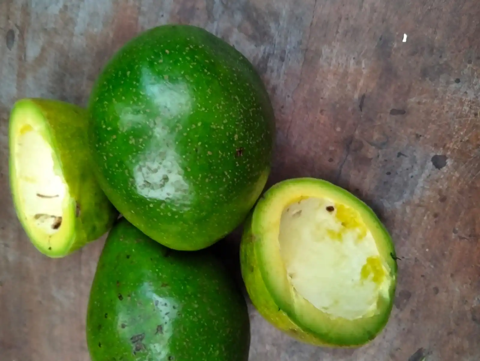 Wholesale Premium Quality Natural Avocado Fruit Best Selection Fresh Style From Indonesia