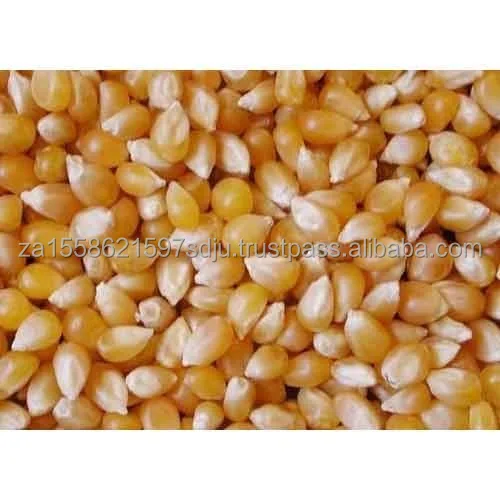 maize-grains-500x500.jpg