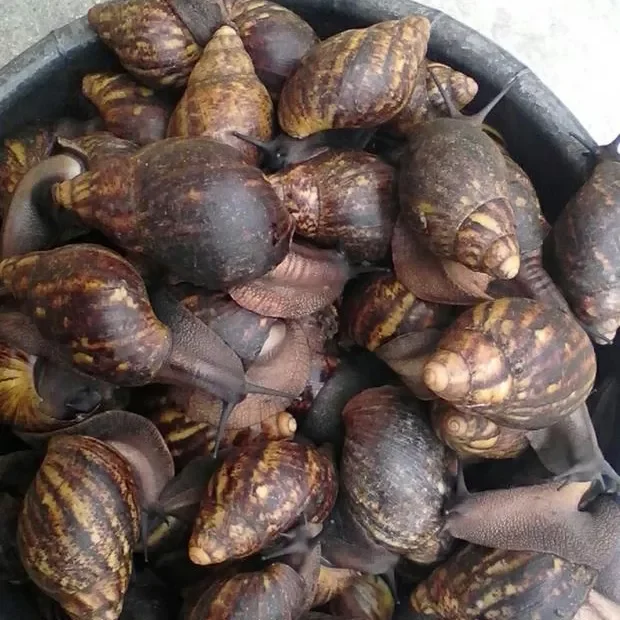 Fresh African Giant Snails/processed Alive,Frozen,Dried,Fresh Snails For Sale Buy Frozen Snail