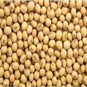 High Quality Organic Yellow Hilum Grade Soybeans Non-GMO Dried Delicious Bulk Wholesale Supply