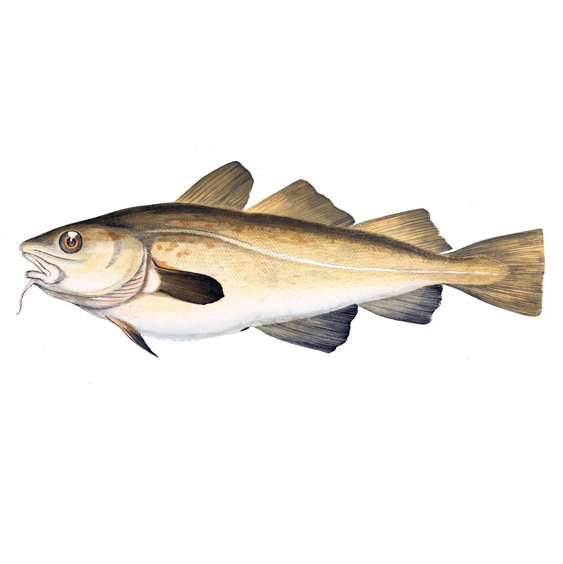 High Quality Frozen Atlantic Cod Fish Available For Sale At Low Price Buy Frozen Fish Farm