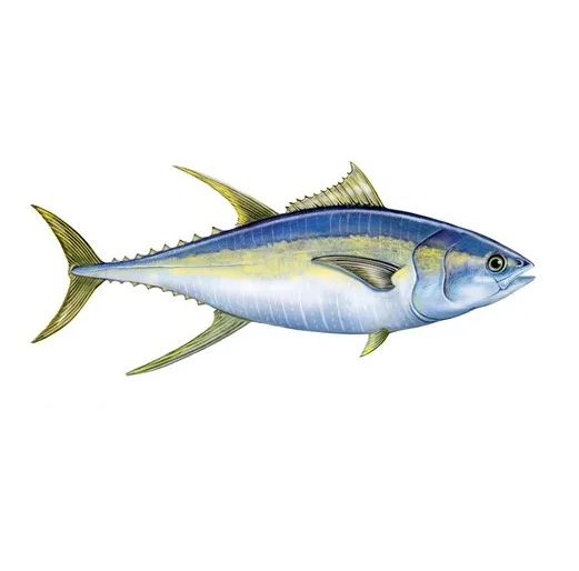 Good Price Frozen Fresh Yellowfin Tuna Fish On Marketing Sales - Buy ...