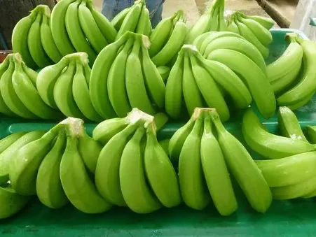 Organic Cavendish Banana High Quality Fresh Sweet Green-Tropical & Sub-Tropical Fruits Wholesale Factory Price