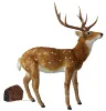 deer 05