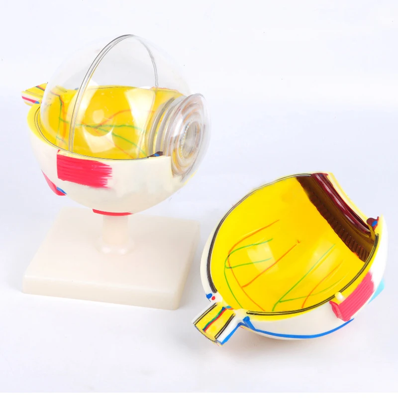 product teaching resources medical science human eyeball model-7