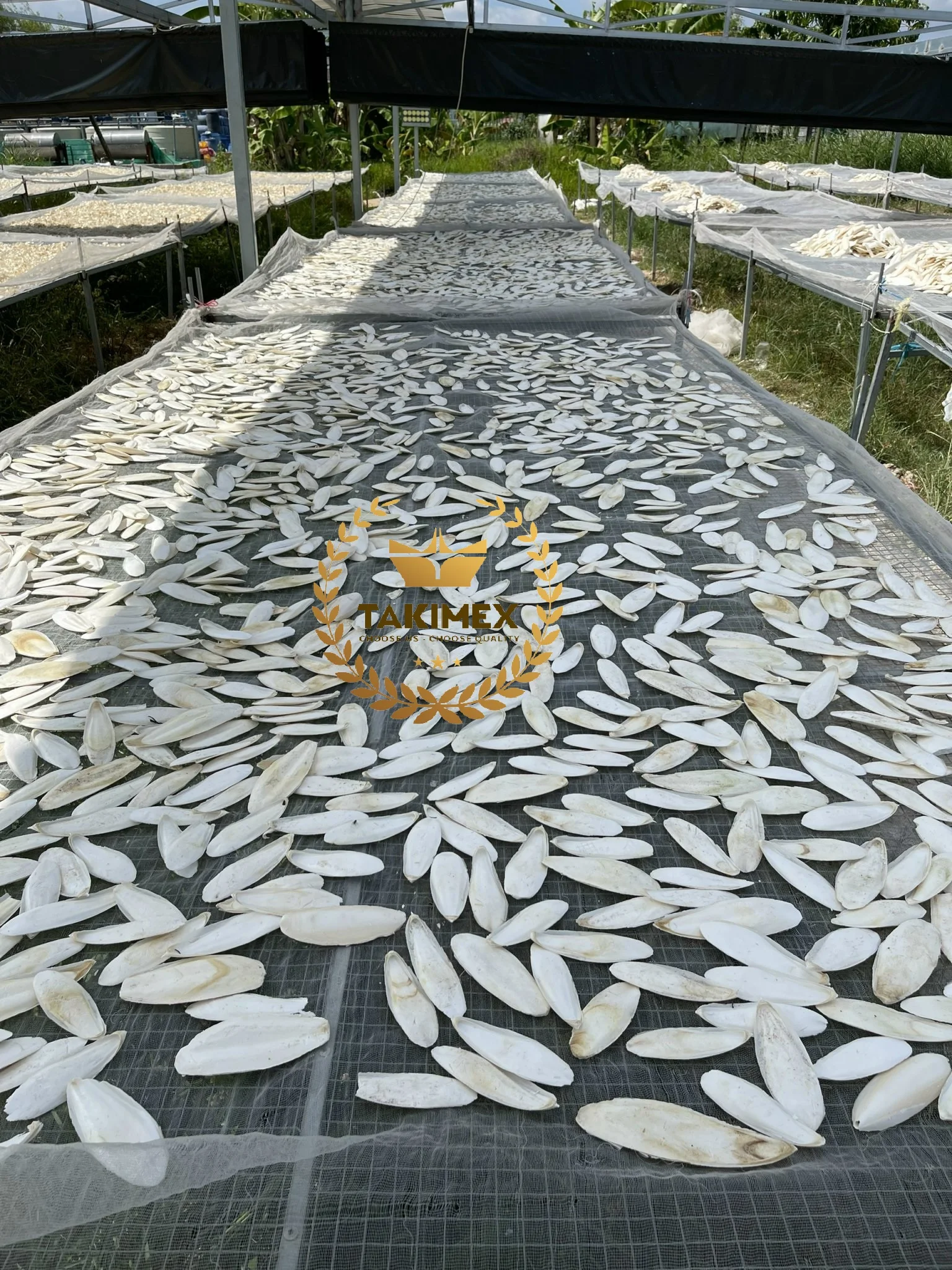 High Quality Dry Cuttlefish Bone Cuttlebone Os De Seiche Cuttle Fish