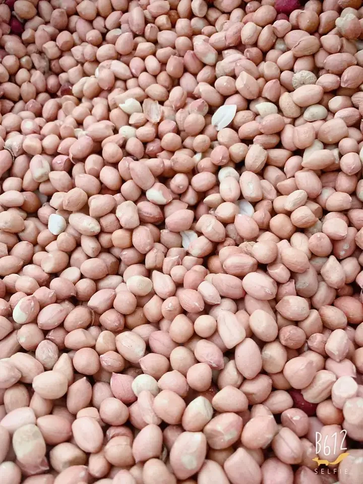 Wholesale German Best Quality Raw Dried Kernel Peanuts No Shell Bulk Packaging Gift Option