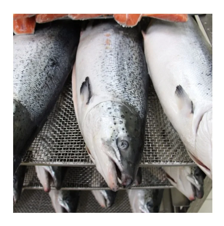 Salmon Fish Frozen Fillet Fresh And Frozen Atlantic Salmon Fish/whole