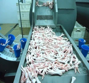 Best Selling Premium Halal Frozen Chicken Feet 100% Fresh Quality Frozen Chicken Paws..
