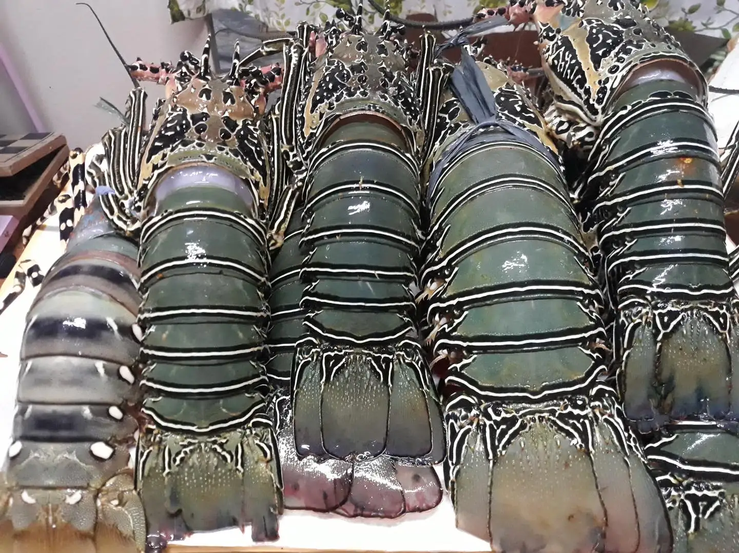 Frozen Lobster / Live Lobster Philippine High Quality Export Best Price